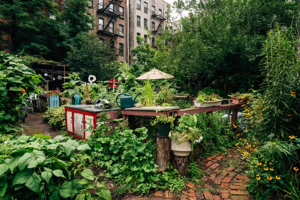 Lush urban community garden with raised beds in dense New York City neighborhood with brick apartment buildings in background.